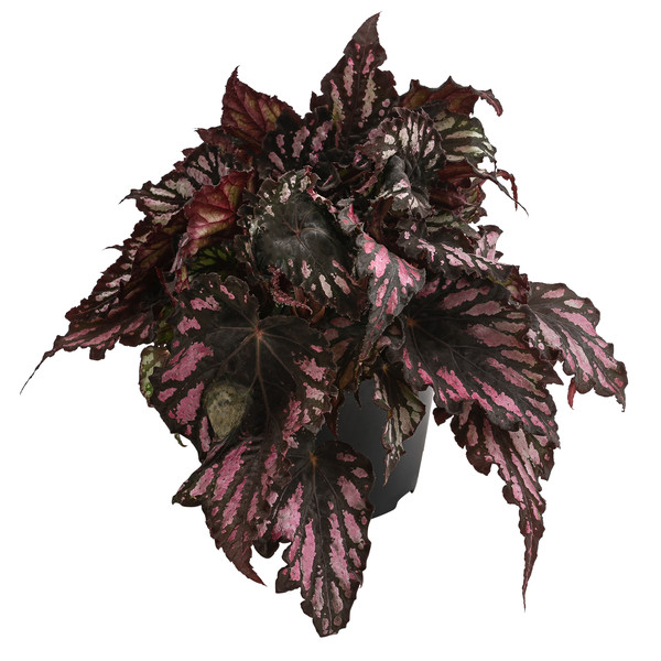 Blattbegonie - Begonia rex hybride, verschiedene Sorten