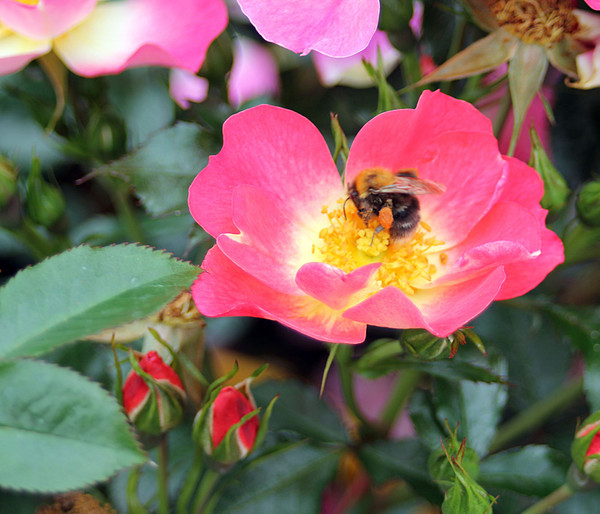 Bodendeckerrose 'Bienenweide® Bicolor'