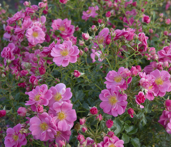 Bodendeckerrose 'Bienenweide®', rosa
