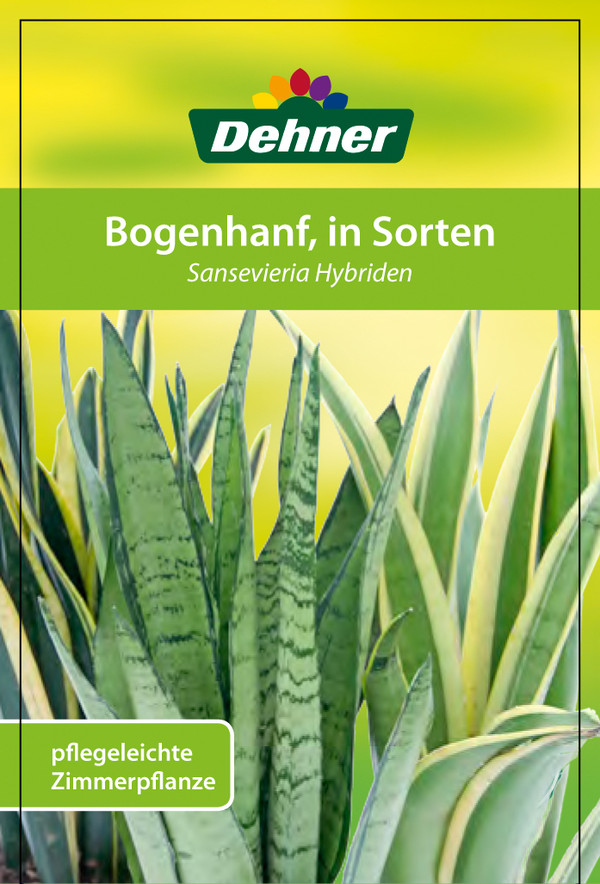 Bogenhanf - Sansevieria Hybride, verschiedene Sorten