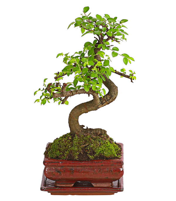 Bonsai Chinesische Ulme - Ulmus parviflora, Anfänger-Set