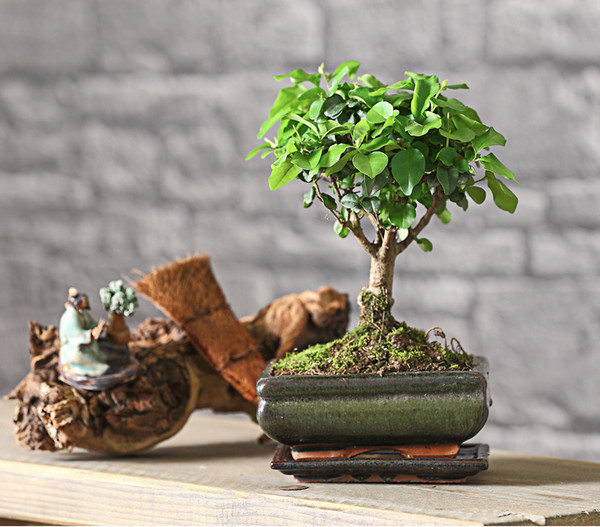 Bonsai Chinesischer Liguster - Ligustrum sinensis, kugelförmig, 6 Jahre