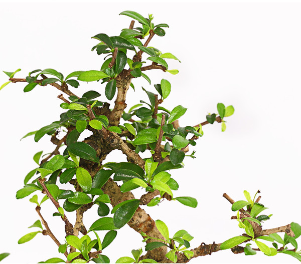 Bonsai Fukientee - Carmona microphylla, 6 Jahre
