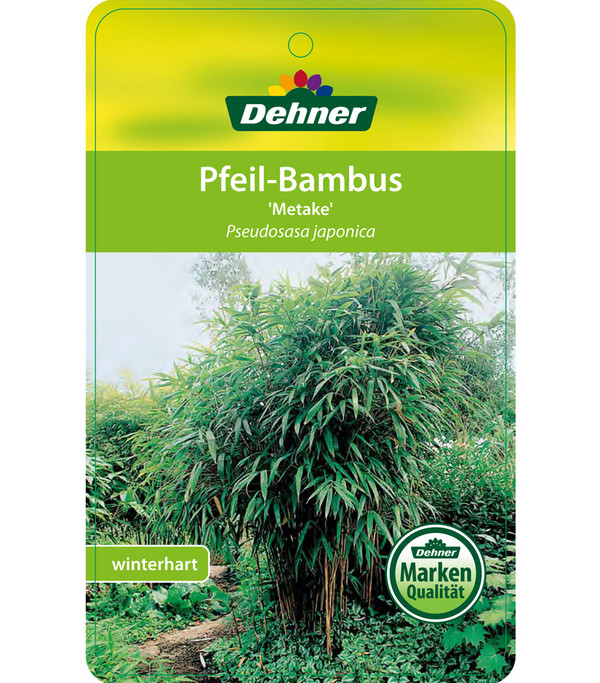 Breitblatt-Bambus