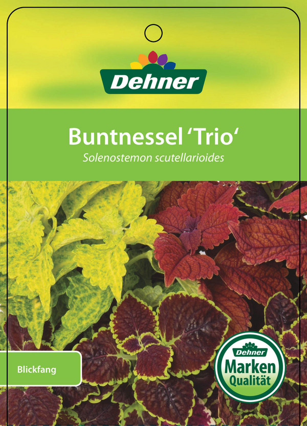 Buntnessel 'Trio'