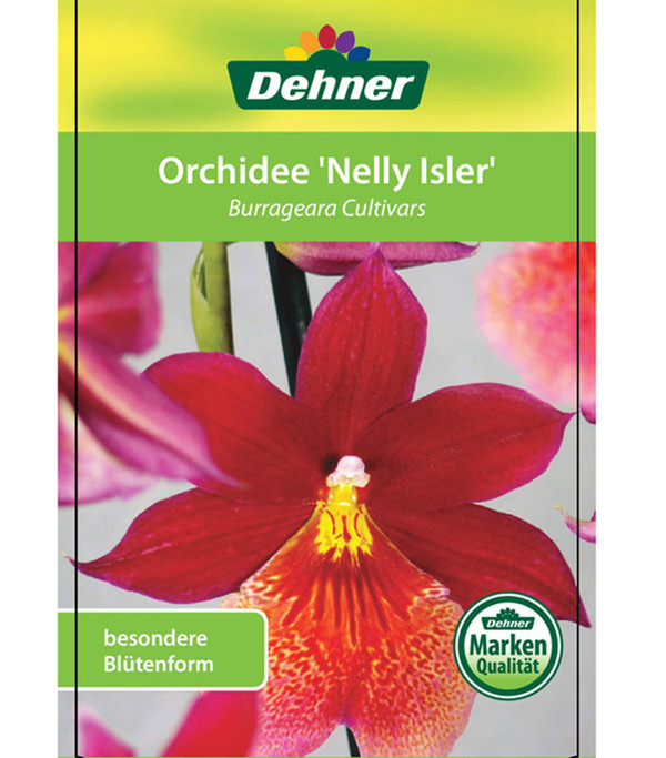 Burrageara-Orchidee - Burrageara cultivars 'Nelly Isler'