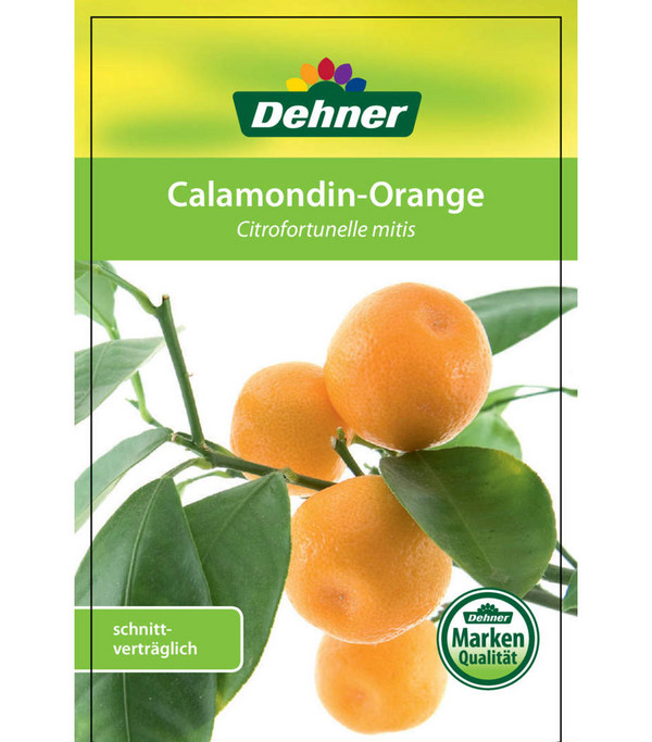 Calamondin-Orange