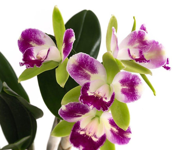 Cattleya-Orchidee - Cattleya cultivars, verschiedene Sorten