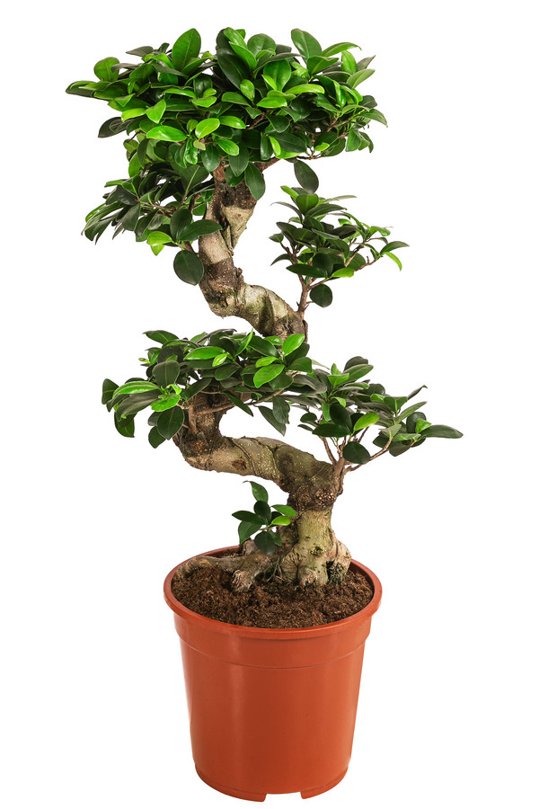 Chinesische Feige - Ficus microcarpa 'Ginseng', ca. 80-90 cm