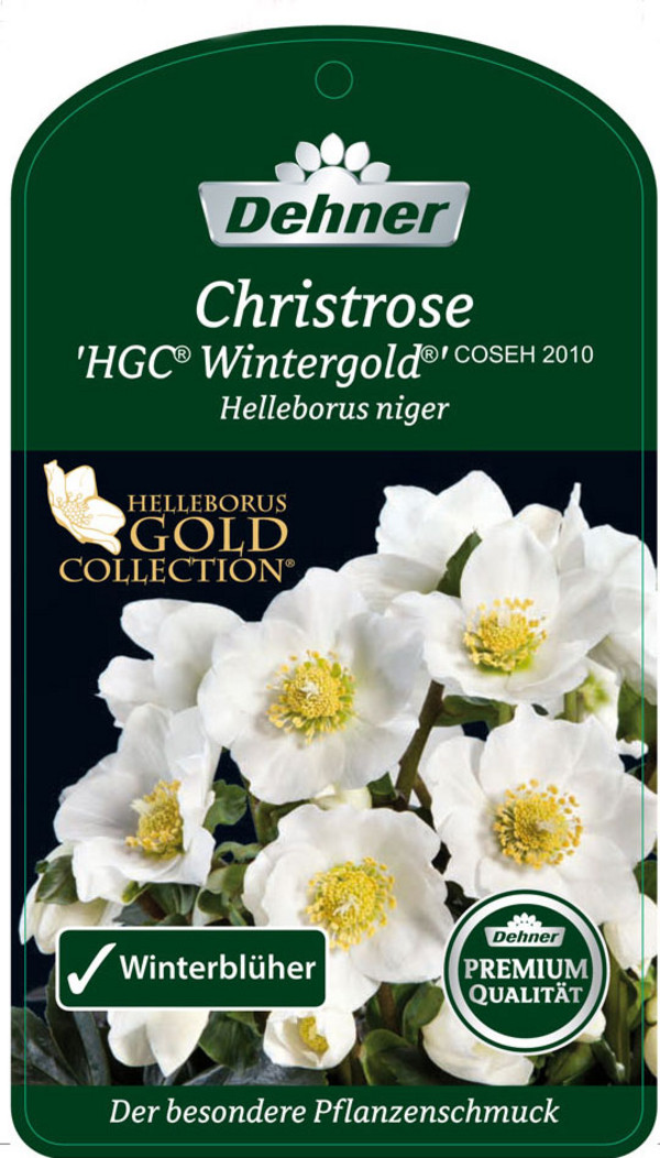 Christrose 'HGC® Wintergold®'