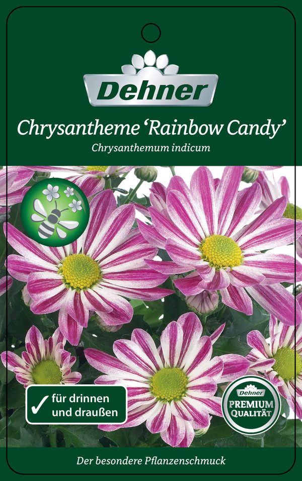 Chrysantheme 'Rainbow Candy'