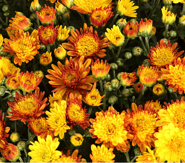 Chrysantheme 'Tocca'