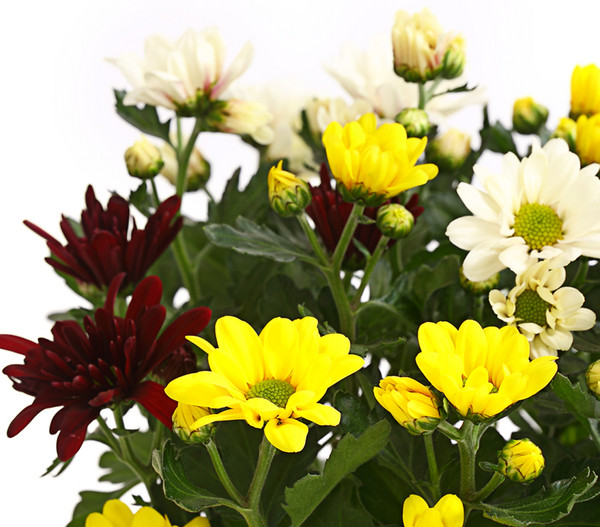Chrysantheme 'Trio', gelb-rot-weiß