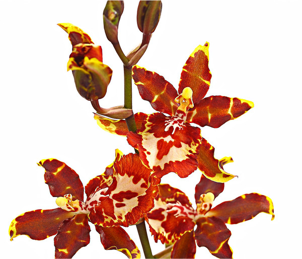 Colmanara-Orchidee - Colmanara 'Andrea'