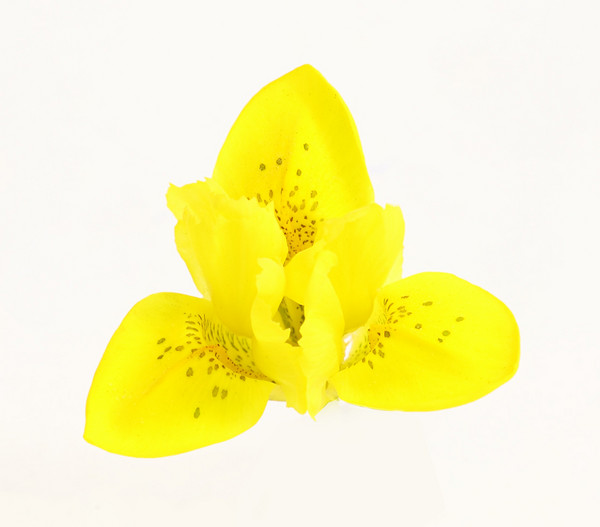 Danford-Schwertlilie, gelb