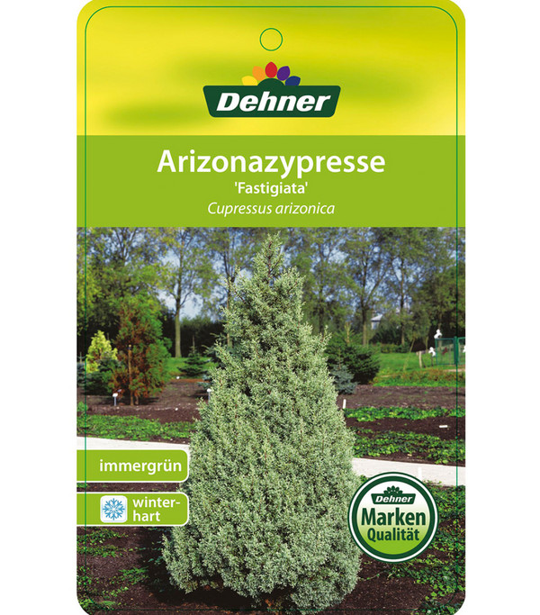 Dehner Arizona-Säulen-Zypresse 'Glauca'