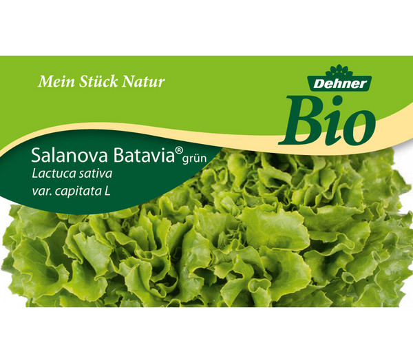 Dehner Bio Salanova® Batavia, 6er Schale