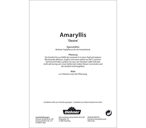 Dehner Blumenzwiebel Amaryllis 'Desire', 1 Stk.