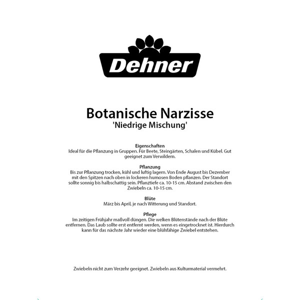 Dehner Blumenzwiebel Botanische Narzisse 'Niedrige Mischung', 25 Stk.