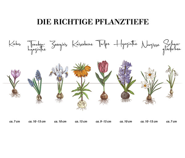 Dehner Blumenzwiebel Botanische Narzisse 'Niedrige Mischung', 25 Stk.