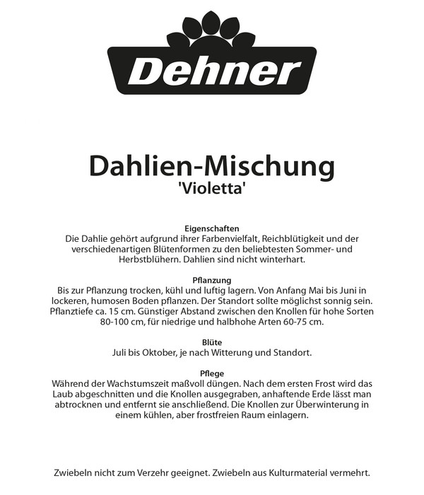 Dehner Blumenzwiebel Dahlien-Mischung 'Violetta', 3 Stk.