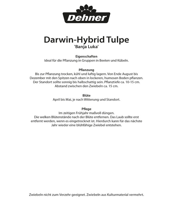 Dehner Blumenzwiebel Darwin-Hybrid Tulpe 'Banja Luka', 8 Stk.