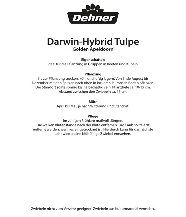 Dehner Blumenzwiebel Darwin-Hybrid Tulpe 'Golden Apeldoorn'