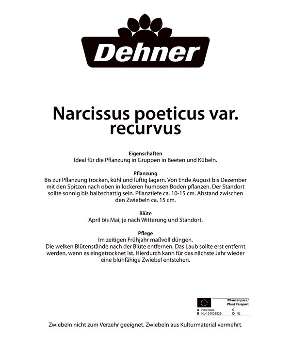 Dehner Blumenzwiebel Dichter-Narzisse, 15 Stk.
