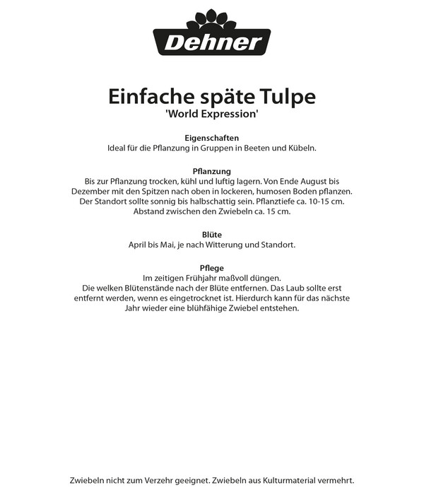 Dehner Blumenzwiebel Einfache späte Tulpe 'World Expression', 8 Stk.
