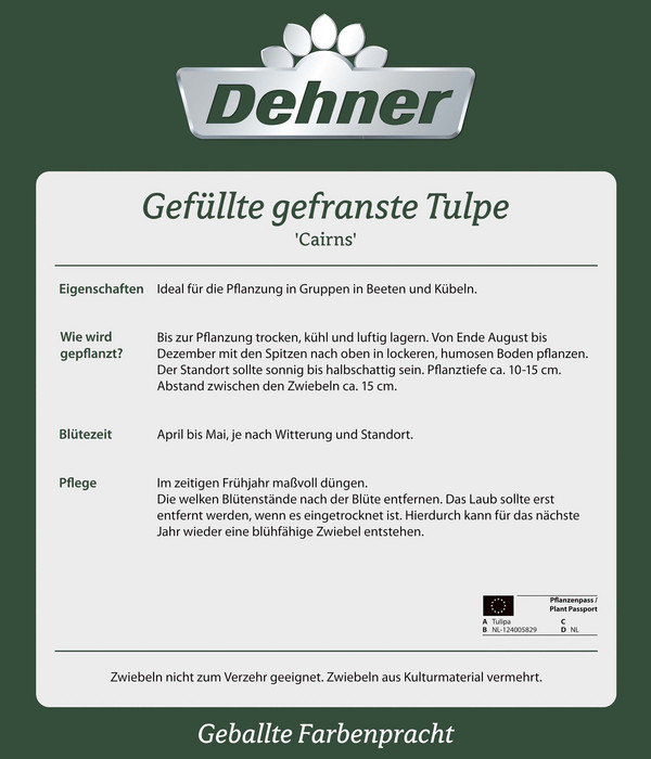 Dehner Blumenzwiebel Gefüllte gefranste Tulpe 'Cairns', 8 Stk.