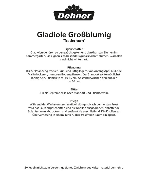 Dehner Blumenzwiebel Gladiole 'Traderhorn', 10 Stk.