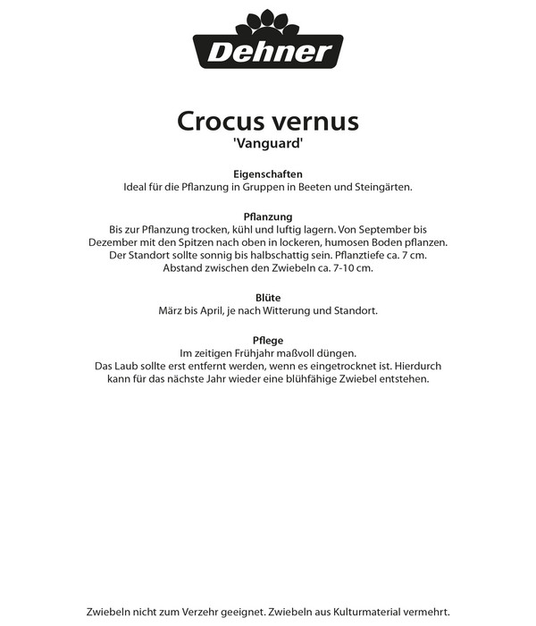 Dehner Blumenzwiebel Großblumiger Krokus 'Vanguard'