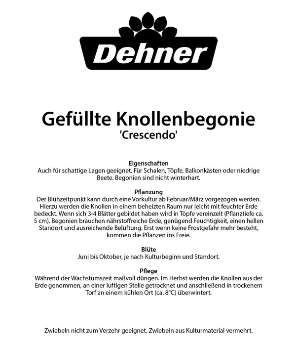 Dehner Blumenzwiebel Knollenbegonien-Mischung 'Crescendo', 10 Stk.