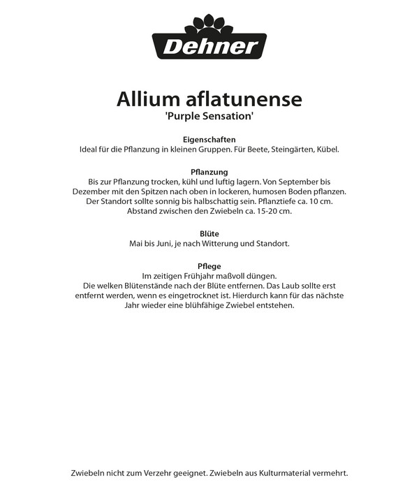 Dehner Blumenzwiebel Kugellauch 'Allium aflatunensce'