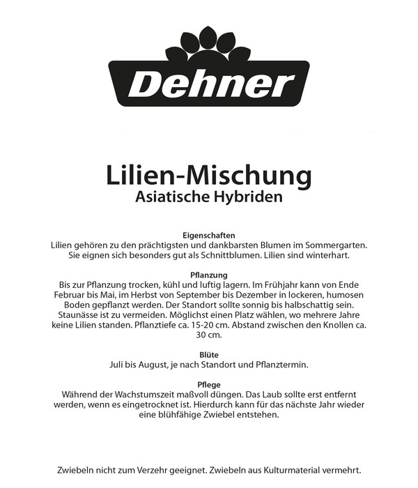 Dehner Blumenzwiebel Lilie 'Midcentury Mischung', 10 Stk.