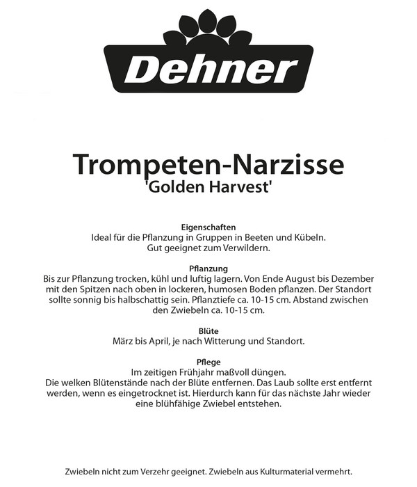 Dehner Blumenzwiebel Osterglocke- Narzisse 'Golden Harvest', 25 Stk.