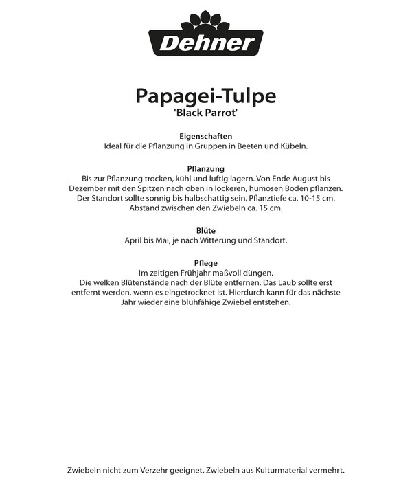 Dehner Blumenzwiebel Papagei-Tulpe 'Black Parrot', 6 Stk.