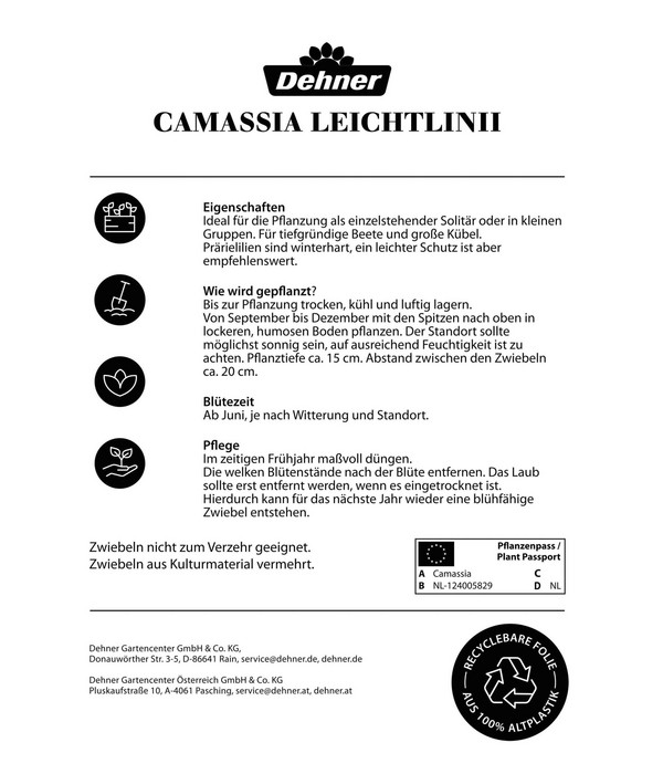 Dehner Blumenzwiebel Prärielilie Camassia 'Leichtlinii', 2 Stk.