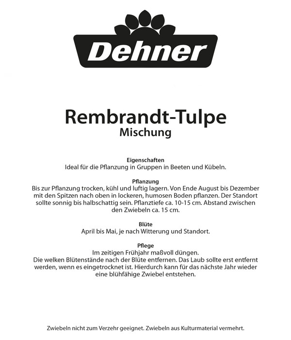 Dehner Blumenzwiebel Rembrandt-Tulpe 'Mischung', 20 Stk.