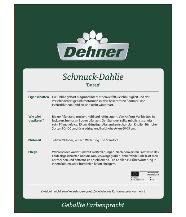 Dehner Blumenzwiebel Schmuck-Dahlie 'Buran', 2 Stk.