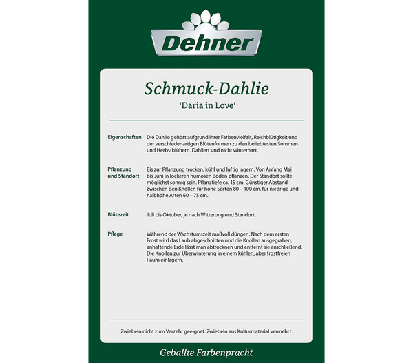 Dehner Blumenzwiebel Schmuck-Dahlie 'Daria in Love', 3 Stk.