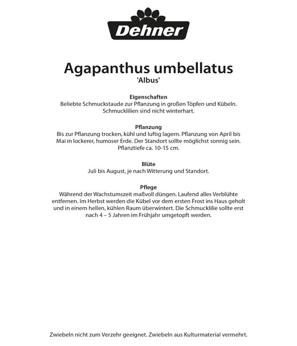 Dehner Blumenzwiebel Schmucklilie 'Albus'