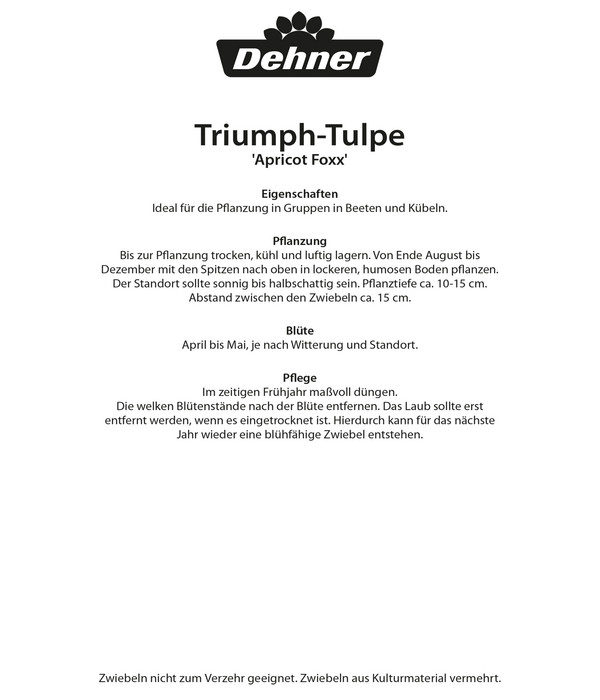 Dehner Blumenzwiebel Triumph-Tulpe 'Apricot Foxx', 8 Stk.