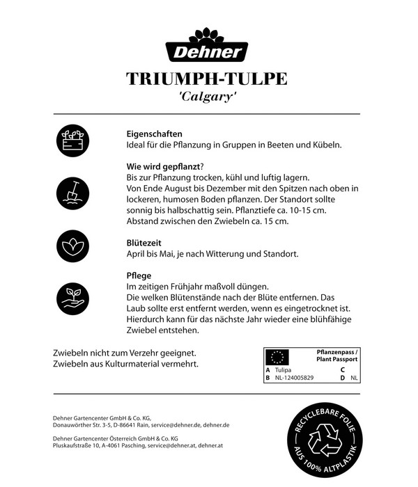 Dehner Blumenzwiebel Triumph-Tulpe 'Calgary', 6 Stk.