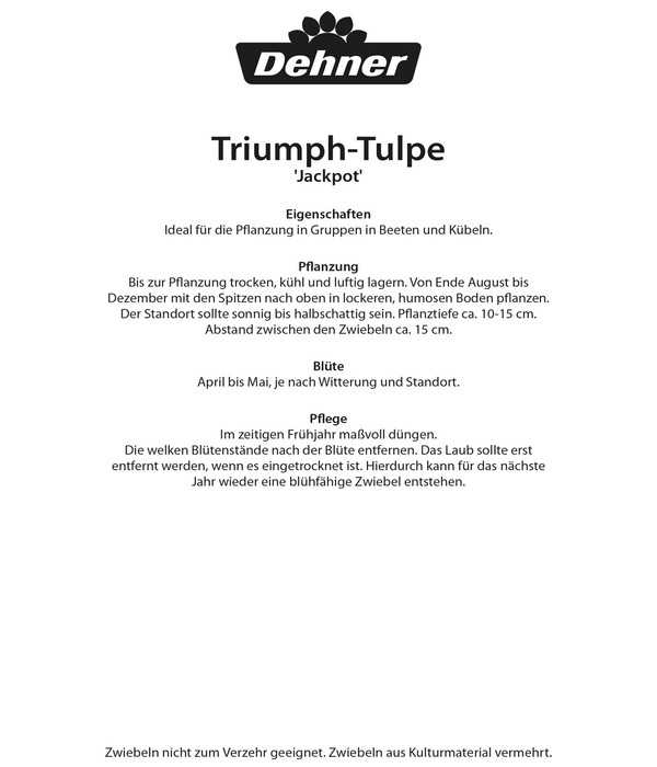 Dehner Blumenzwiebel Triumph-Tulpe 'Jackpot', 6 Stk.