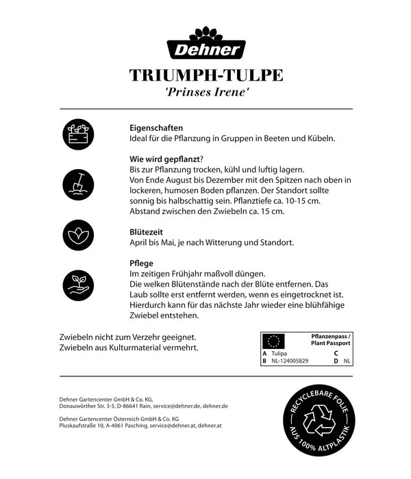 Dehner Blumenzwiebel Triumph-Tulpe 'Prinses Irene', 6 Stk.