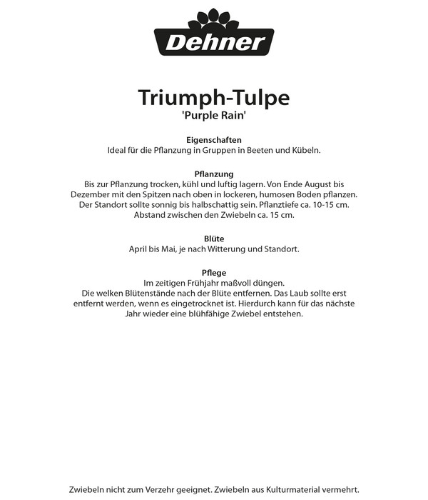 Dehner Blumenzwiebel Triumph-Tulpe 'Purple Rain', 8 Stk.
