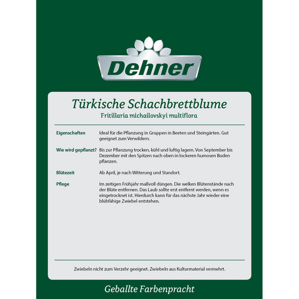 Dehner Blumenzwiebel Türkische Schachbrettblume, 8 Stk.