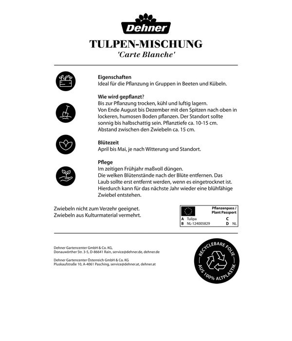 Dehner Blumenzwiebel Tulpen-Mischung 'Carte Blanche', 15 Stk.
