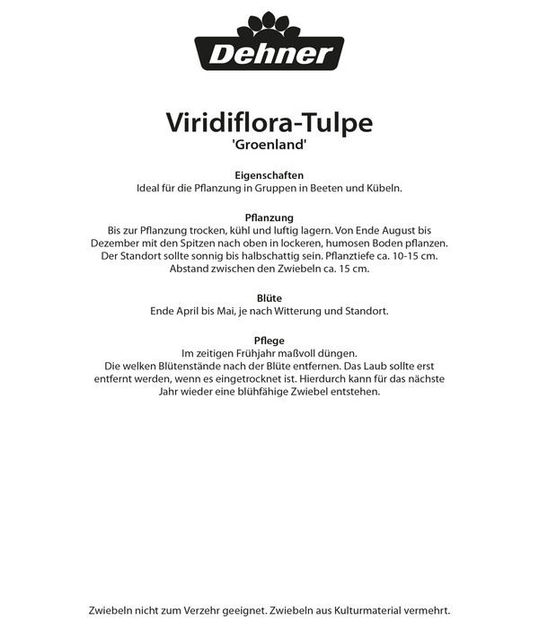 Dehner Blumenzwiebel Viridiflora-Tulpe 'Groenland', 8 Stk.